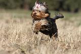YORKSHIRE TERRIER 259